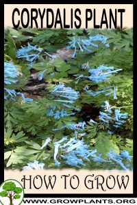 How to grow Corydalis