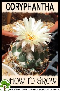 How to grow Coryphantha