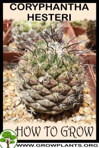 How to grow Coryphantha longicornis