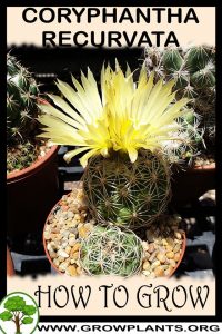 How to grow Coryphantha recurvata
