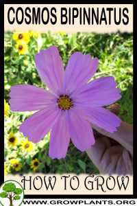 How to grow Cosmos bipinnatus