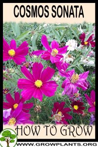 How to grow Cosmos sonata