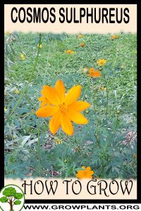 How to grow Cosmos sulphureus