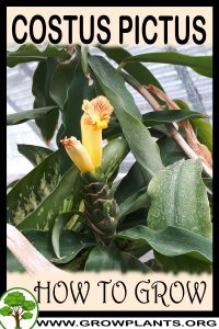 How to grow Costus pictus