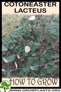 How to grow Cotoneaster lacteus