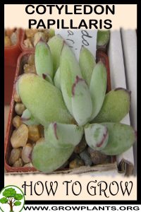 How to grow Cotyledon papillaris
