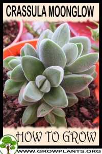 How to grow Crassula Moonglow