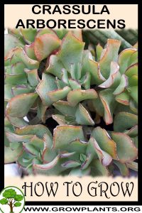 How to grow Crassula arborescens