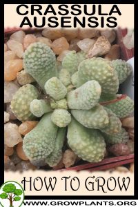 How to grow Crassula ausensis