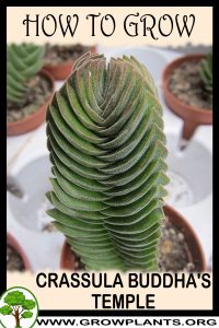 How to grow Crassula buddha's temple