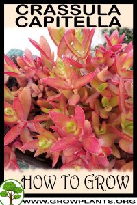 How to grow Crassula capitella