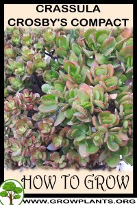 How to grow Crassula crosby's compact