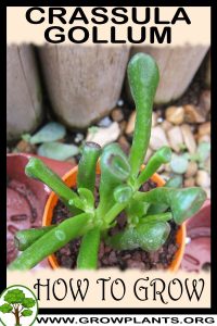 How to grow Crassula gollum