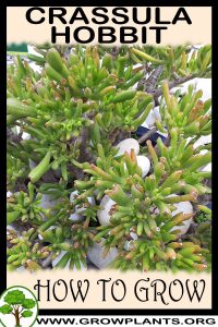 How to grow Crassula hobbit