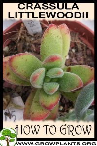How to grow Crassula littlewoodii