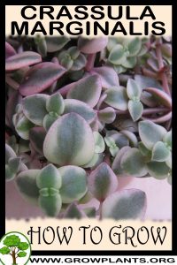 How to grow Crassula marginalis