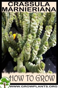 How to grow Crassula marnieriana
