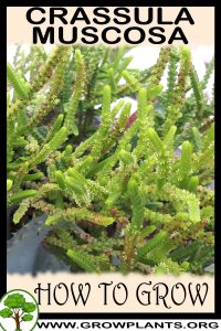 How to grow Crassula muscosa
