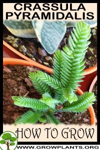 How to grow Crassula pyramidalis