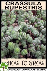 How to grow Crassula rupestris