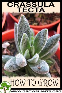 How to grow Crassula tecta