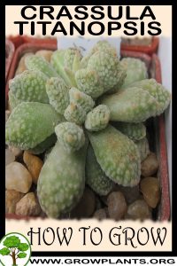 How to grow Crassula titanopsis