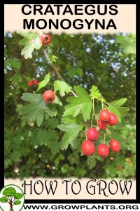 How to grow Crataegus monogyna