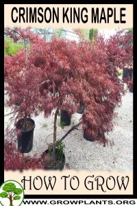 How to grow Crimson king maple