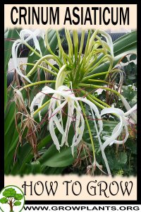 How to grow Crinum asiaticum