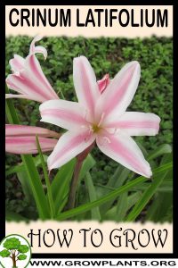 How to grow Crinum latifolium