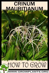 How to grow Crinum mauritianum