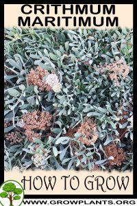 How to grow Crithmum maritimum
