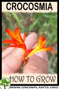 How to grow Crocosmia