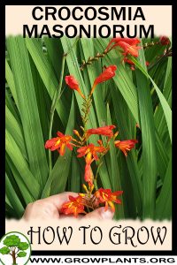 How to grow Crocosmia masoniorum