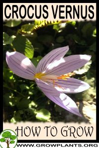How to grow Crocus vernus