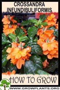 How to grow Crossandra infundibuliformis