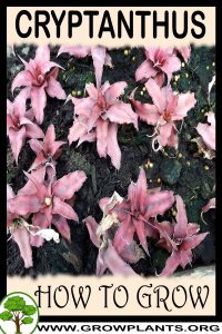 How to grow Cryptanthus