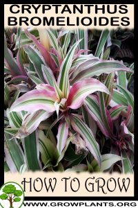 How to grow Cryptanthus bromelioides