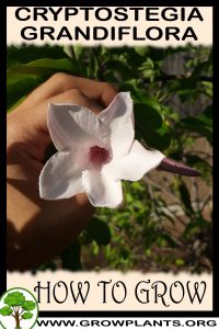 How to grow Cryptostegia grandiflora