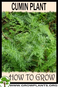 How to grow Cumin plant