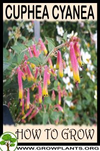 How to grow Cuphea cyanea