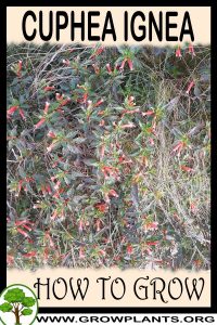 How to grow Cuphea ignea