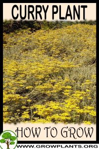 How to grow Curry plant