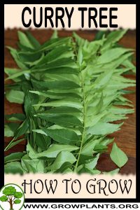 How to grow Curry tree