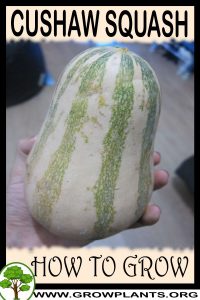 How to grow Cushaw Squash