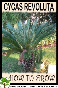 How to grow Cycas revoluta