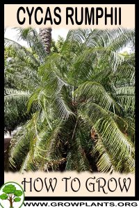 How to grow Cycas rumphii