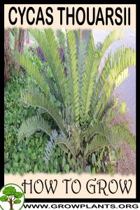 How to grow Cycas thouarsii
