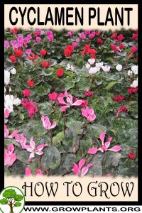 How to grow Cyclamen plant