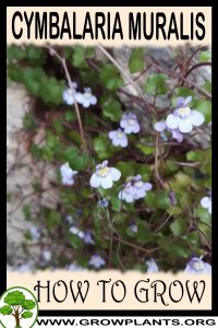 How to grow Cymbalaria muralis